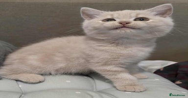 British Shorthair cats - Advert 8