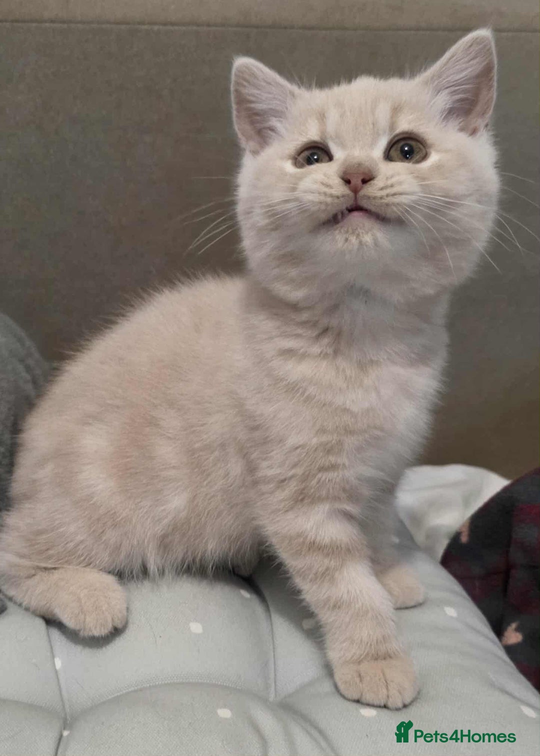 British Shorthair cats for sale: Beautiful BSH Kittens from the champion lines - Image 3