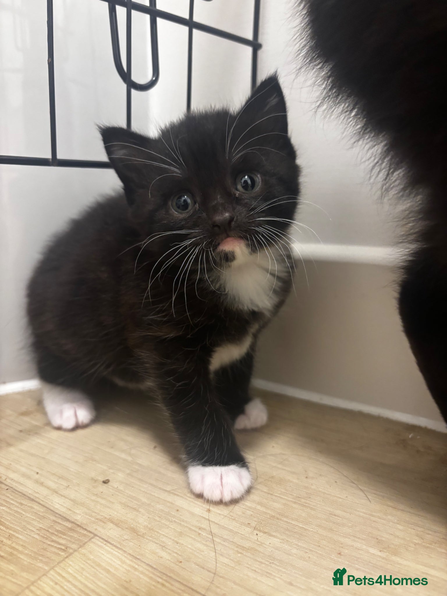 Domestic Shorthair cats Adorable kittens for sale - Advert 5