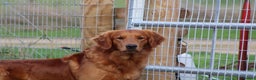 Golden Retriever dogs for stud: EXTENSIVELY health tested with excellent results! in Newark - Advert 22