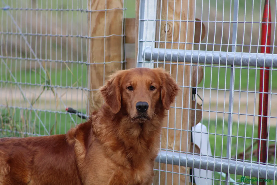 Golden Retriever dogs for stud: EXTENSIVELY health tested with excellent results! in Newark - Advert 22