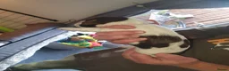 Cocker Spaniel dogs for sale: Cocker spaniel puppies  in Basingstoke - Advert 7