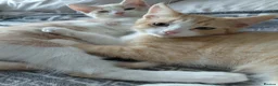 Maine Coon cats for sale: Gorgeous 1/4 Maine coon kittens - Advert 3