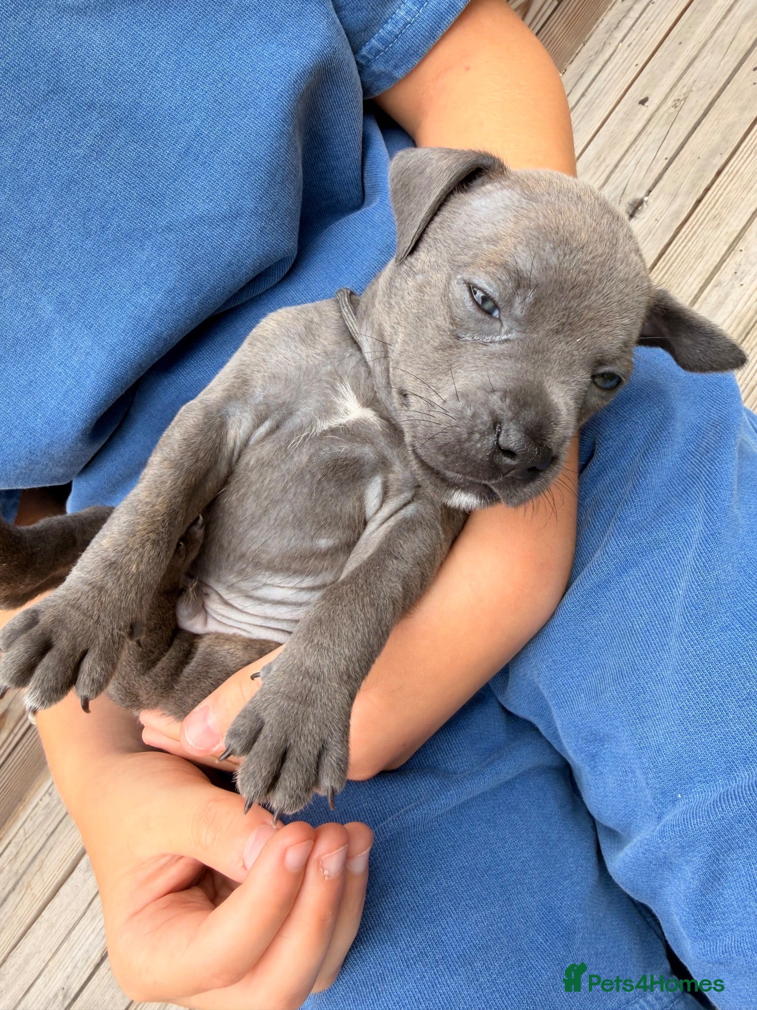 Staffordshire Bull Terrier dogs STUNNING STAFFORDSHIRE BULLTERRIER PUPPIES 🐾 - Advert 1
