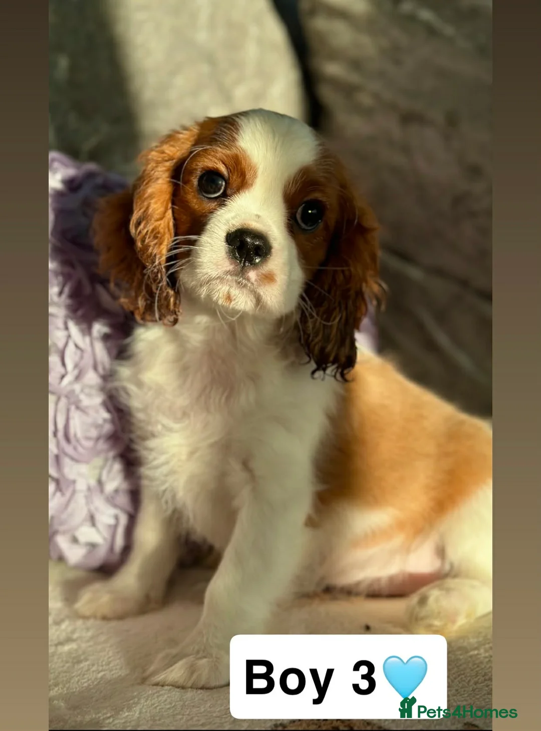 Cavalier King Charles Spaniel dogs for sale: Stunning KC registered Male  Cavalier Pup - Advert 2