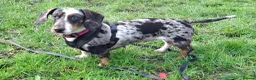 Dachshund dogs for adoption: Dachshund For Urgent Adoption in Southampton - Advert 1