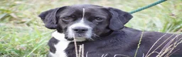 Mixed Breed dogs for adoption: Monky - Advert 4