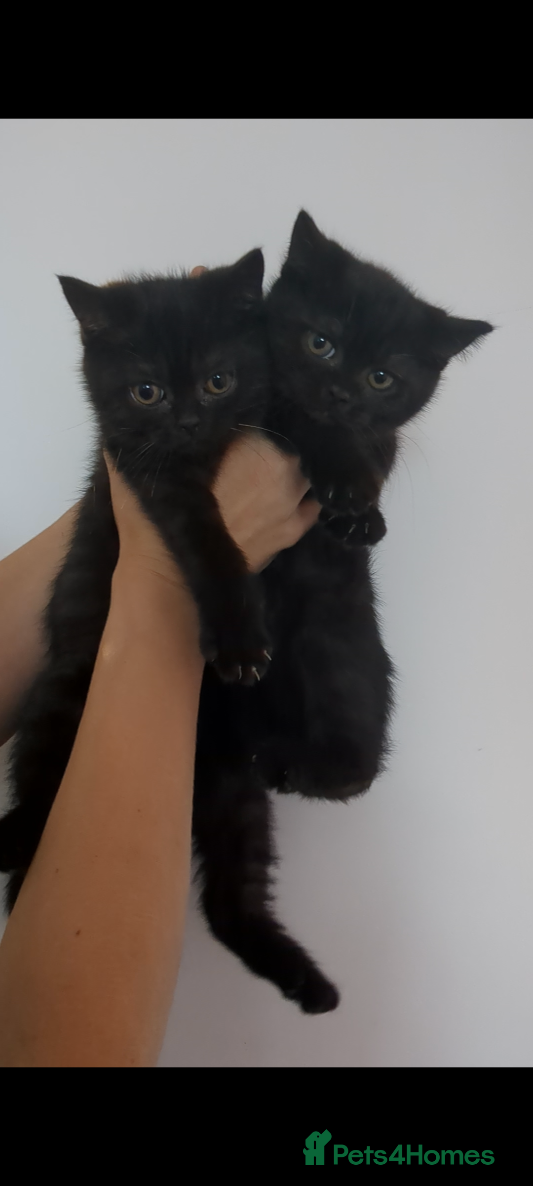 British Shorthair cats for sale: Ready now!! British shorthair kittens  - Image 14
