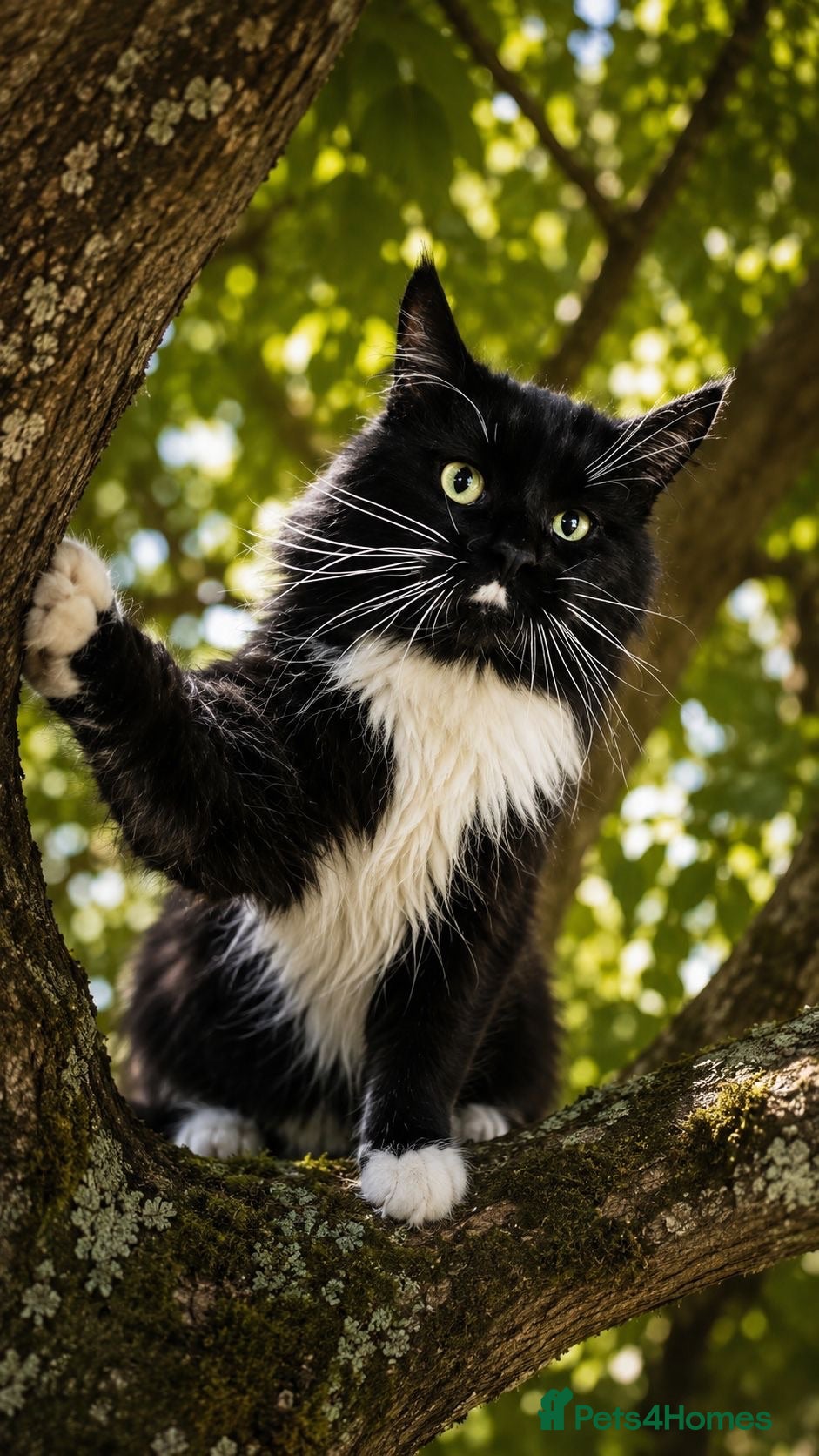 Maine Coon cats Maine Coon - Advert 5