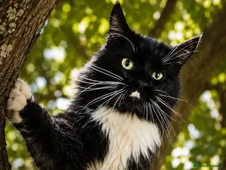 Maine Coon cats Maine Coon - Advert 5