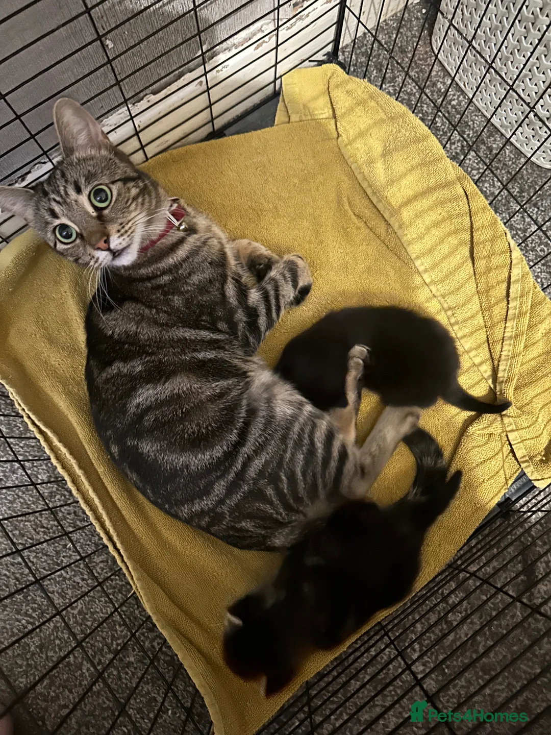 Mixed Breed cats for sale: 2 beautiful male kittens  - Advert 1