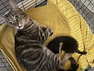 Mixed Breed cats 2 beautiful male kittens - Advert 5