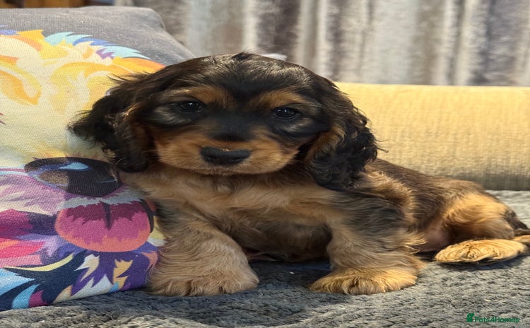 Cocker Spaniel dogs - Advert 9