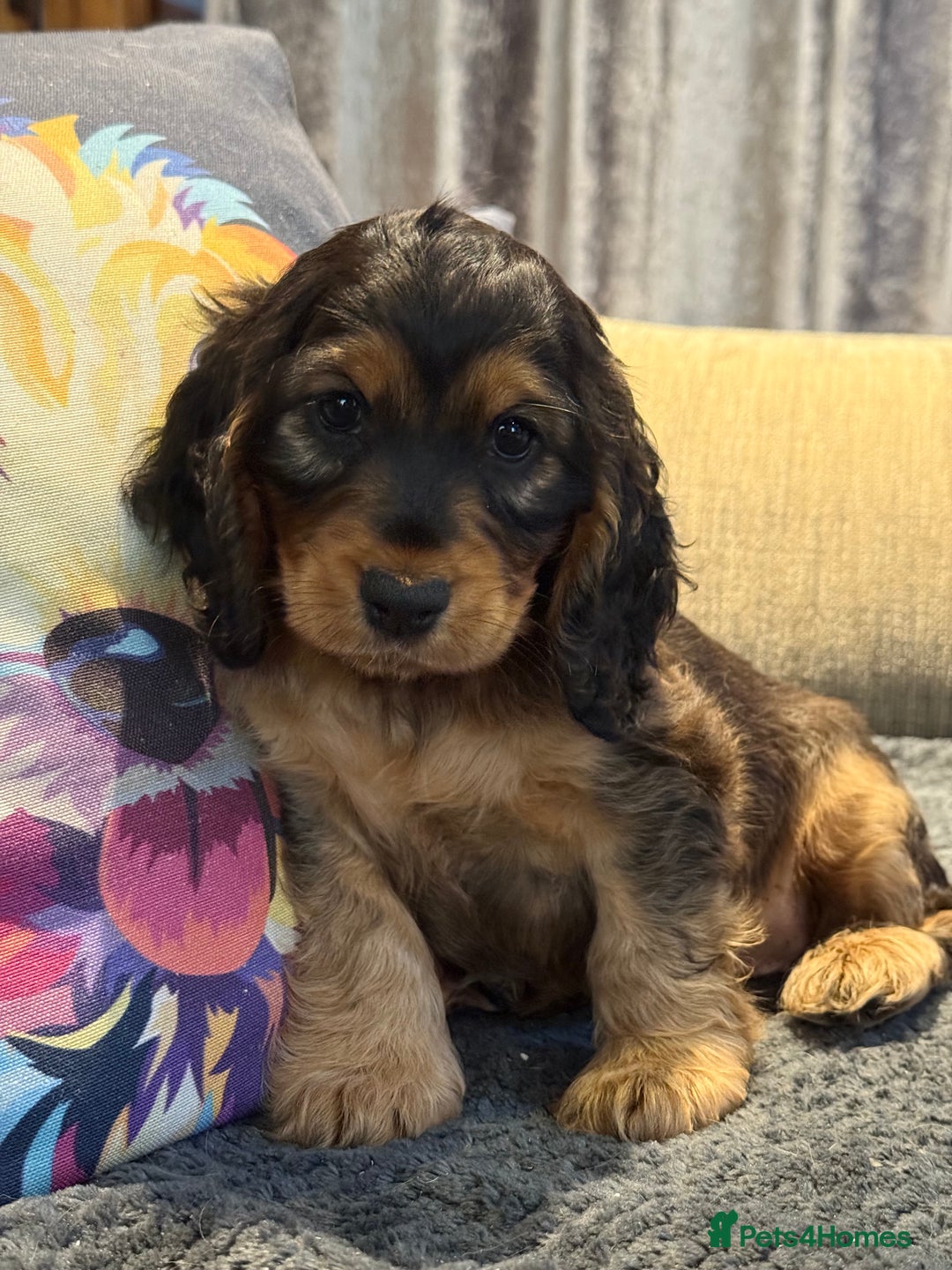 Cocker Spaniel dogs for sale: KC Show Cocker Spaniels fully health tested  - Image 1