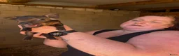 Pig livestock for sale: Three male pigs for sale  - Advert 3
