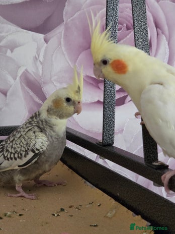 Cockatiels birds - Advert 12