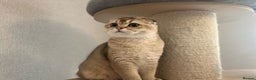 Scottish Fold cats for sale: Beautiful TICA Registered Scottish Girl Kittens - Advert 16