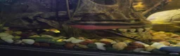 Cichlids fish for sale: Breeding pair of kribensis  in Sutton - Advert 4