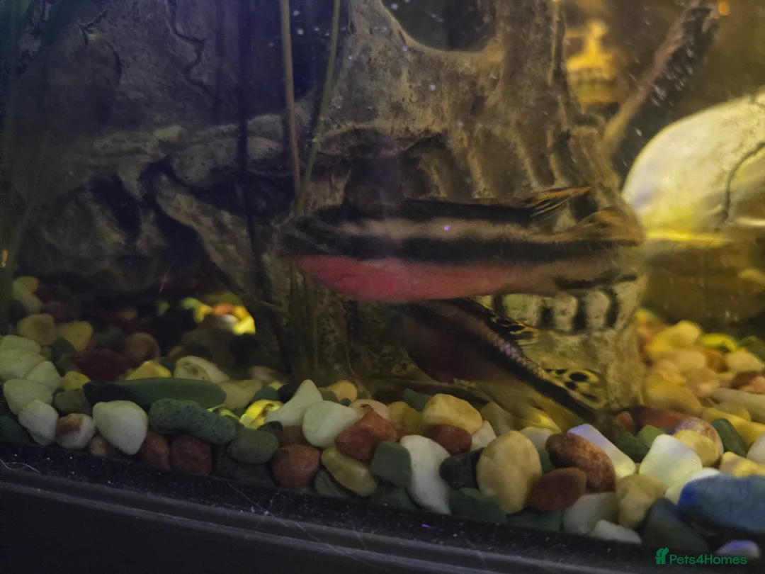 Cichlids fish for sale: Breeding pair of kribensis  in Sutton - Advert 4