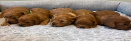 Cavapoo dogs for sale: Beautiful f1 cavapoo puppies - Advert 3