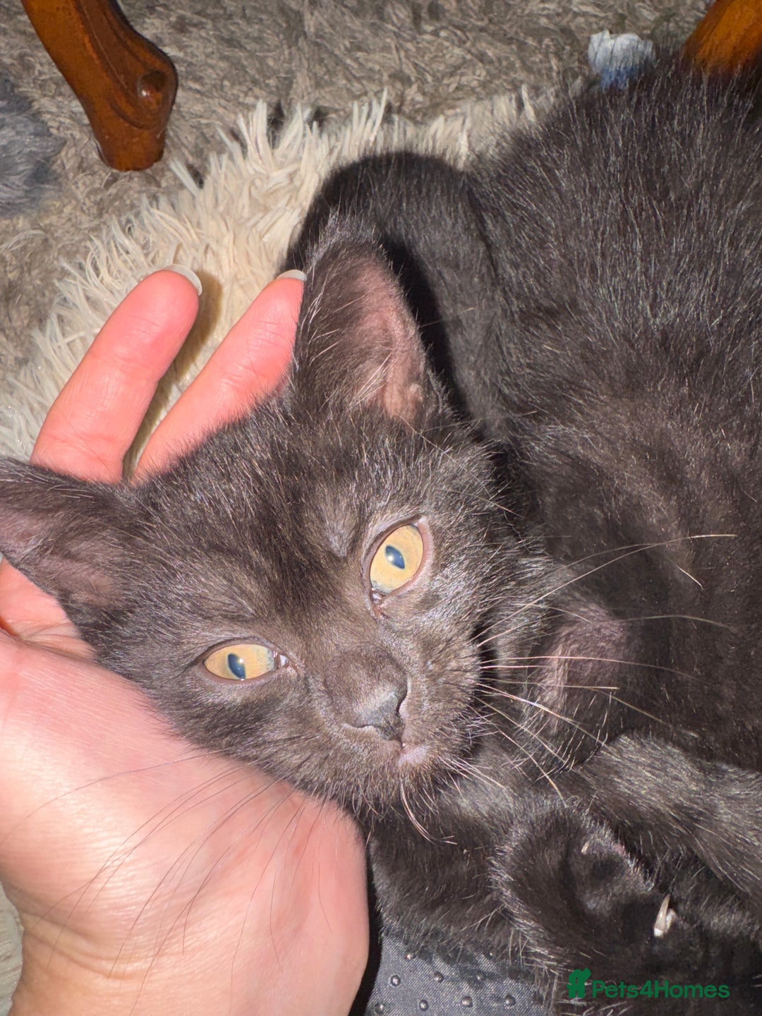 Bombay cats for sale: Black Kittens - Image 8