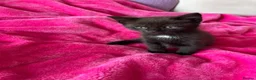 Mixed Breed cats for sale: 6 gorgeous kittens  - Advert 18