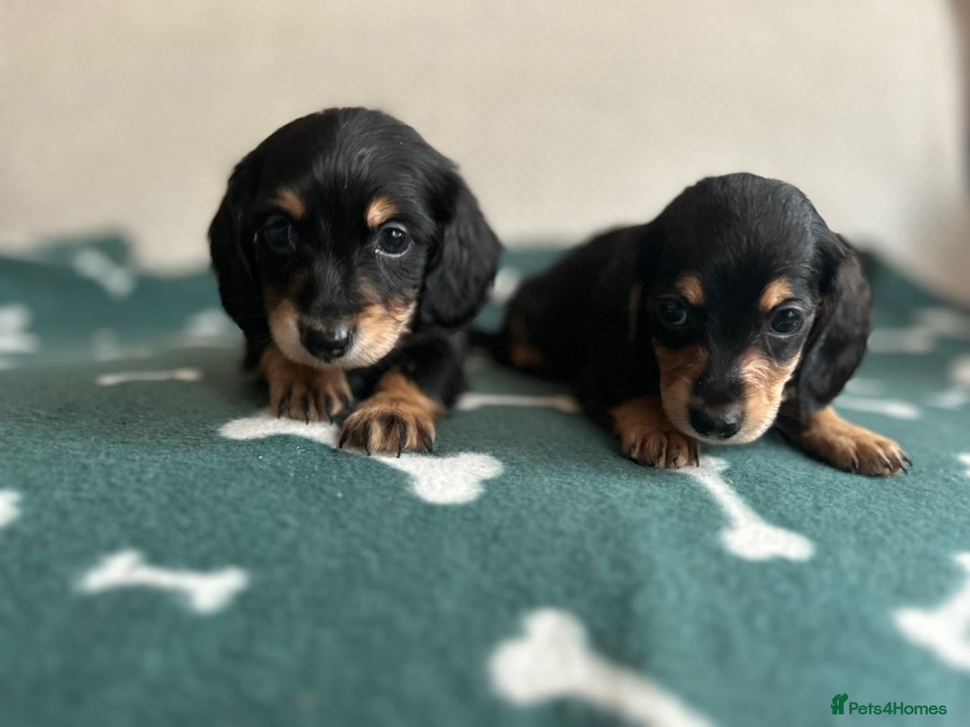 Miniature Dachshund dogs for sale: ***long haired mini dachshunds **** - Image 6