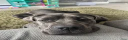 Cane Corso dogs for sale: Beautiful Female Cane Corso – 4 Years Old in Littleborough - Advert 2