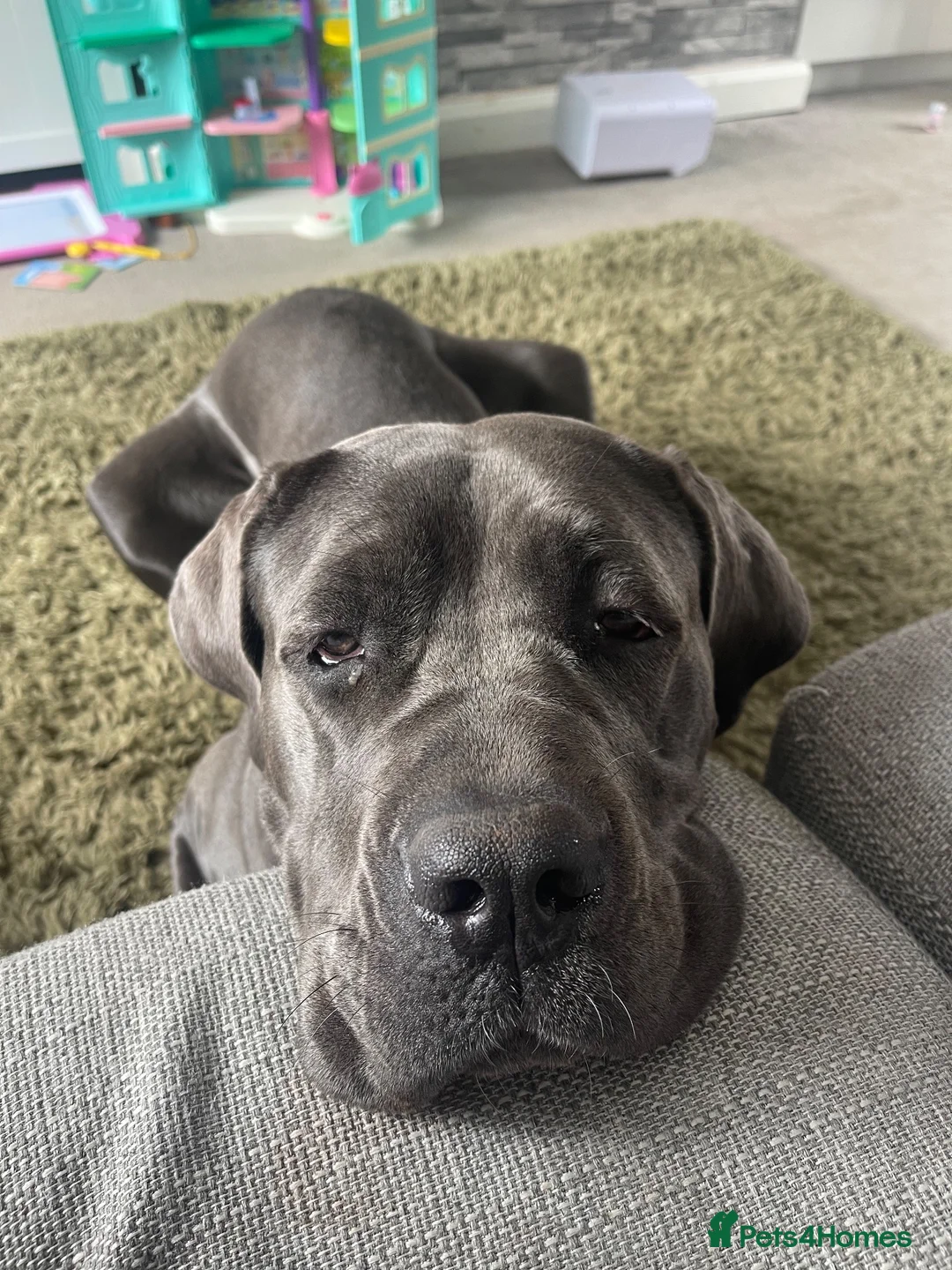 Cane Corso dogs for sale: Beautiful Female Cane Corso – 4 Years Old in Littleborough - Advert 2