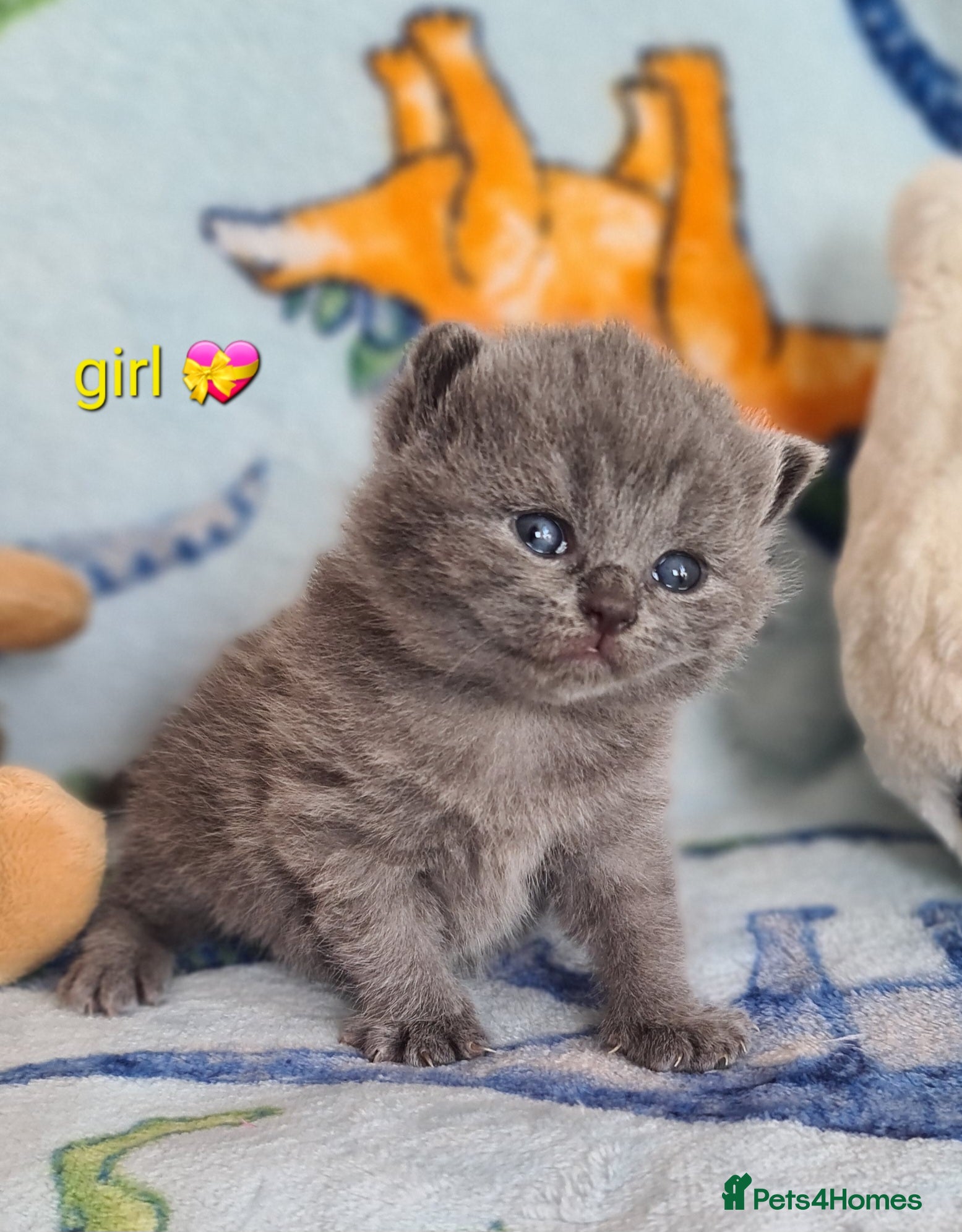 British Shorthair cats British ShortHair Princess 💝GCCF  - Advert 1
