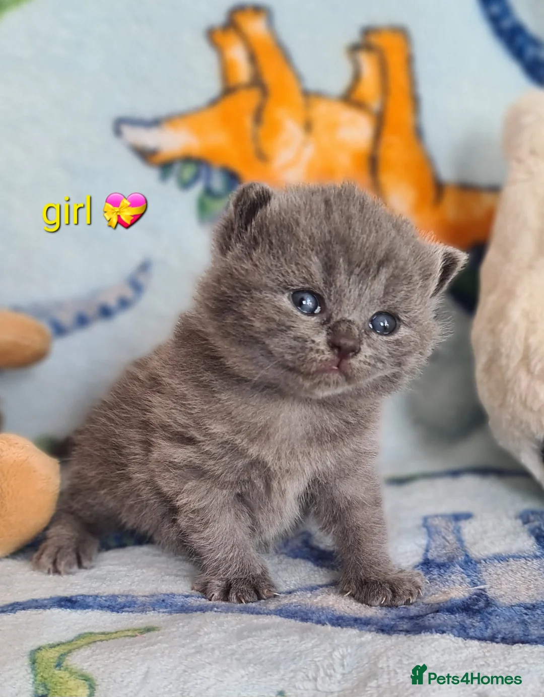 British Shorthair cats for sale: British ShortHair Princess 💝GCCF  - Advert 1