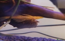 Plecos fish for sale: Albino bristlenose plecos - Image 2