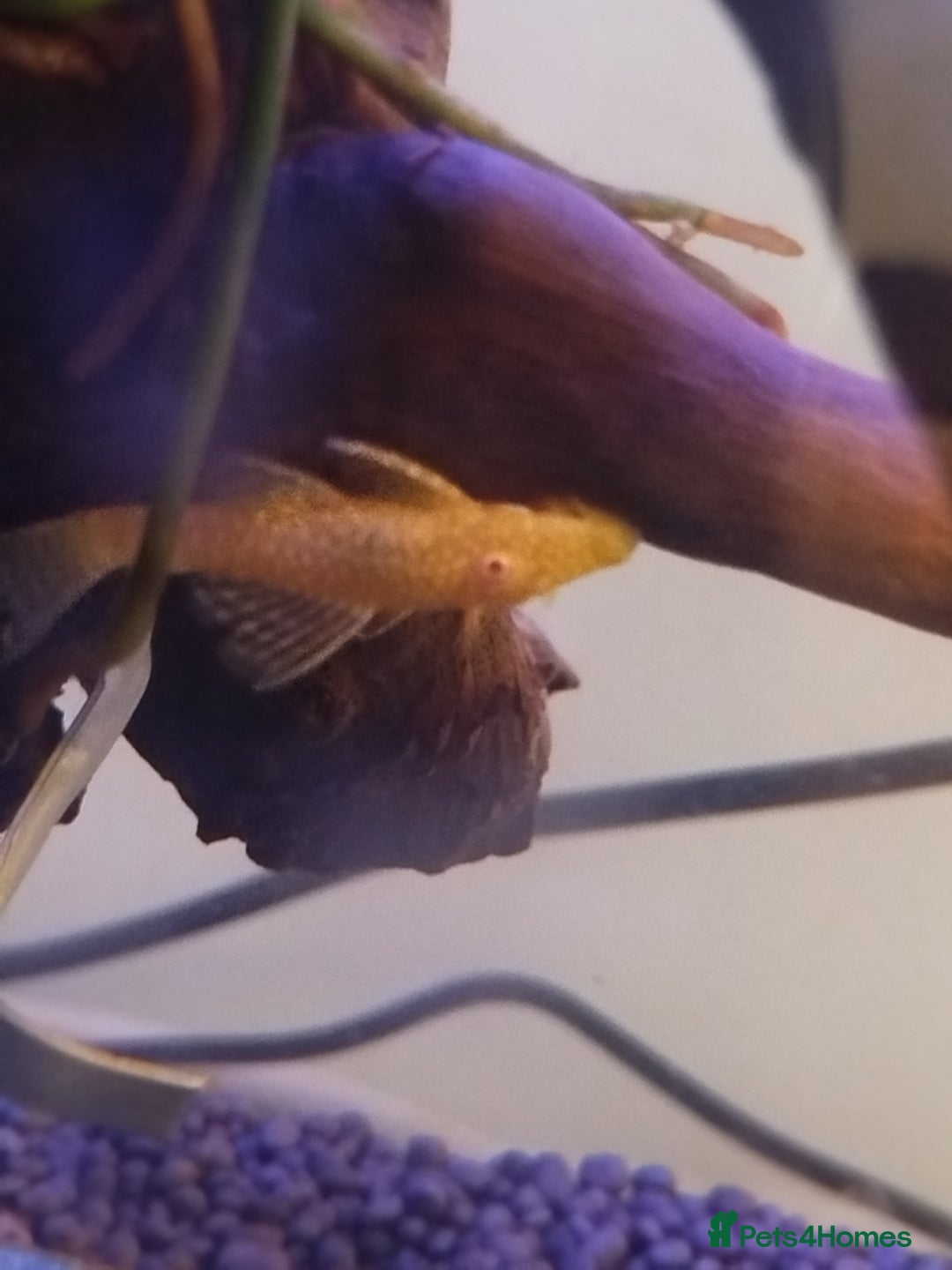Plecos fish for sale: Albino bristlenose plecos - Image 2