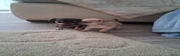 Chihuahua dogs for sale: Chihuahua puppies forsale Boy & Girl - Advert 4