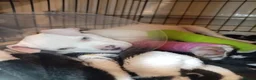American Bull Staffy dogs for sale: Diamond  in Bristol - Advert 6