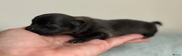 Pomeranian dogs for sale: Tiny Pom Puppies - Advert 8