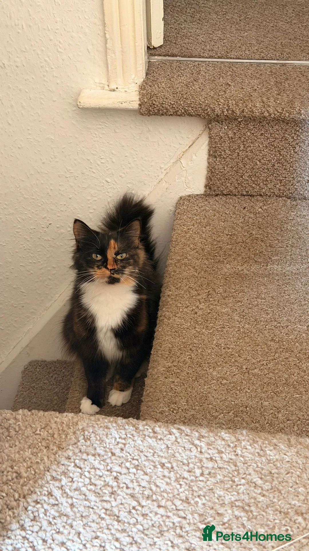 British Longhair cats for sale: Rambo - Advert 2