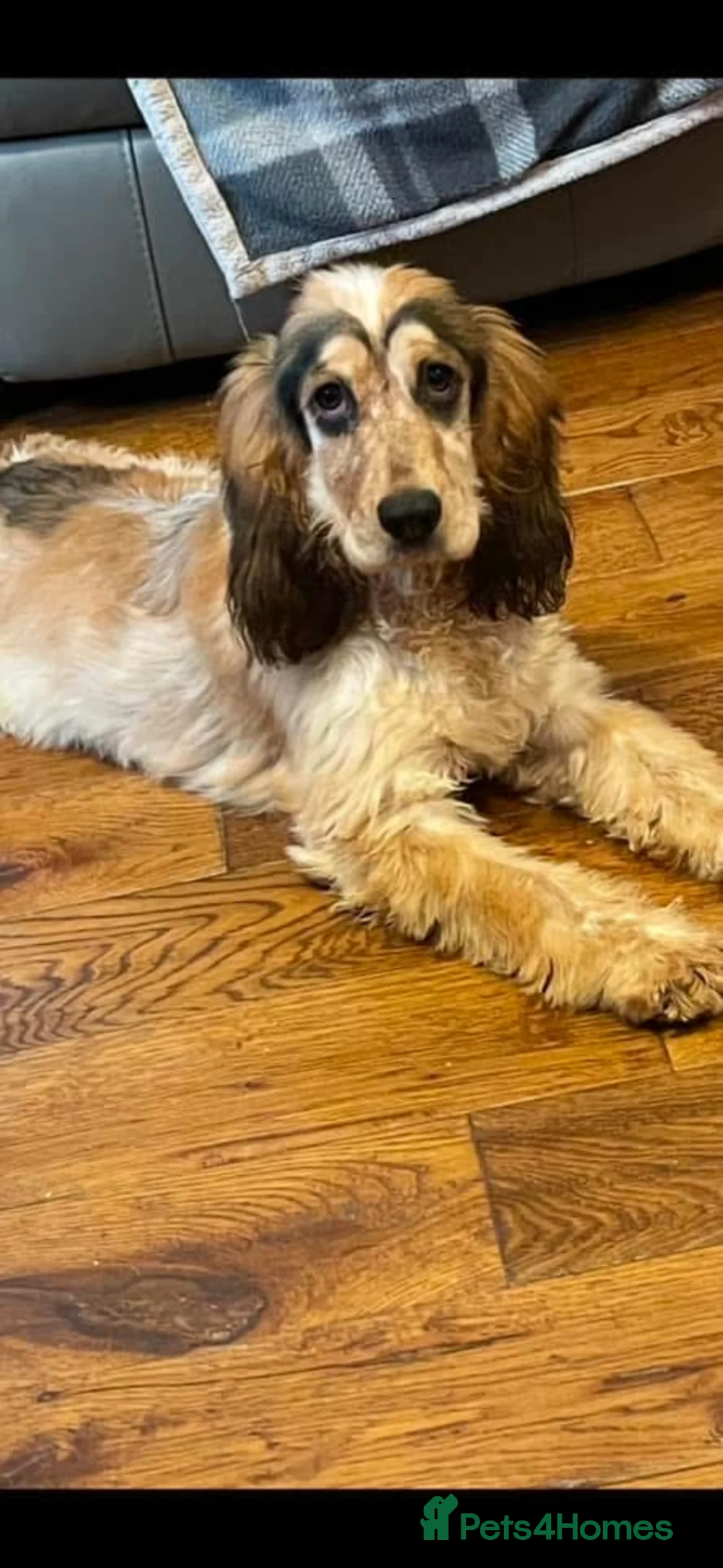 Cocker Spaniel dogs for sale: Beautiful Kc reg litter of show type cockers   - Advert 1