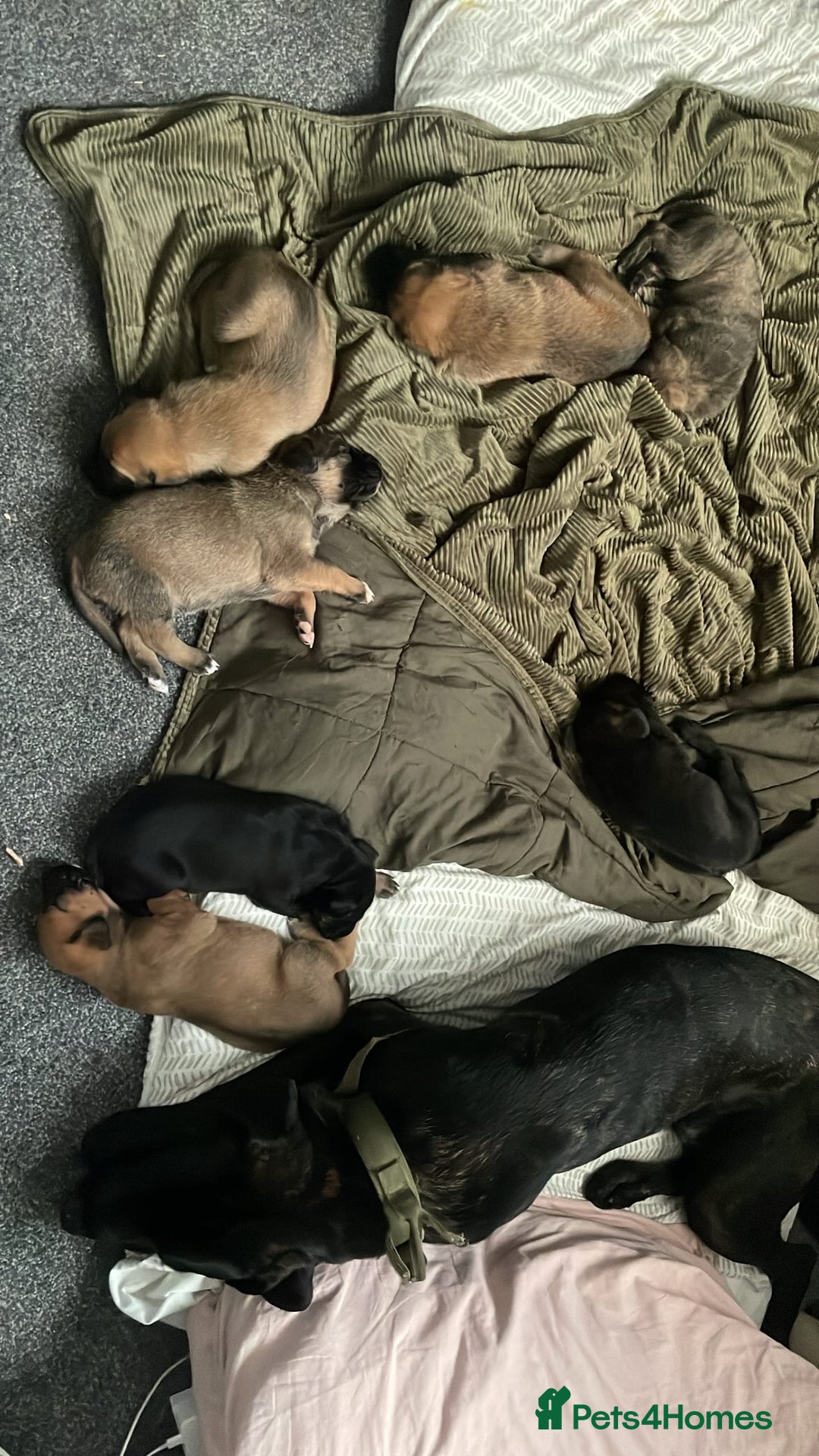 Mixed Breed dogs for sale: Belgian Malinois / Turkish Kangal / Cane Corso - Image 3