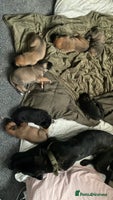 Mixed Breed dogs - Advert 7