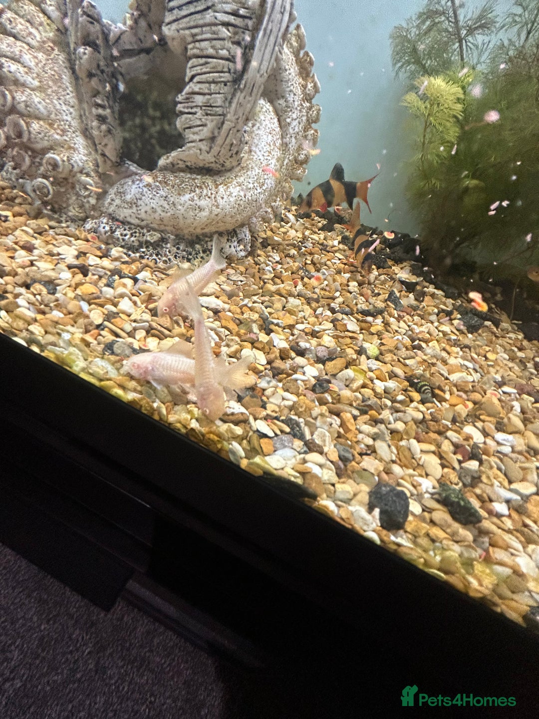 Other/Mixed Breed fish for sale: Fish tank and fish for sale - Advert 15