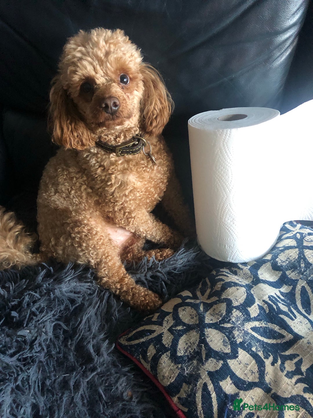 Toy Poodle dogs for stud: Fox red KC and health tested Toy Poodle for Stud in Halifax - Image 3