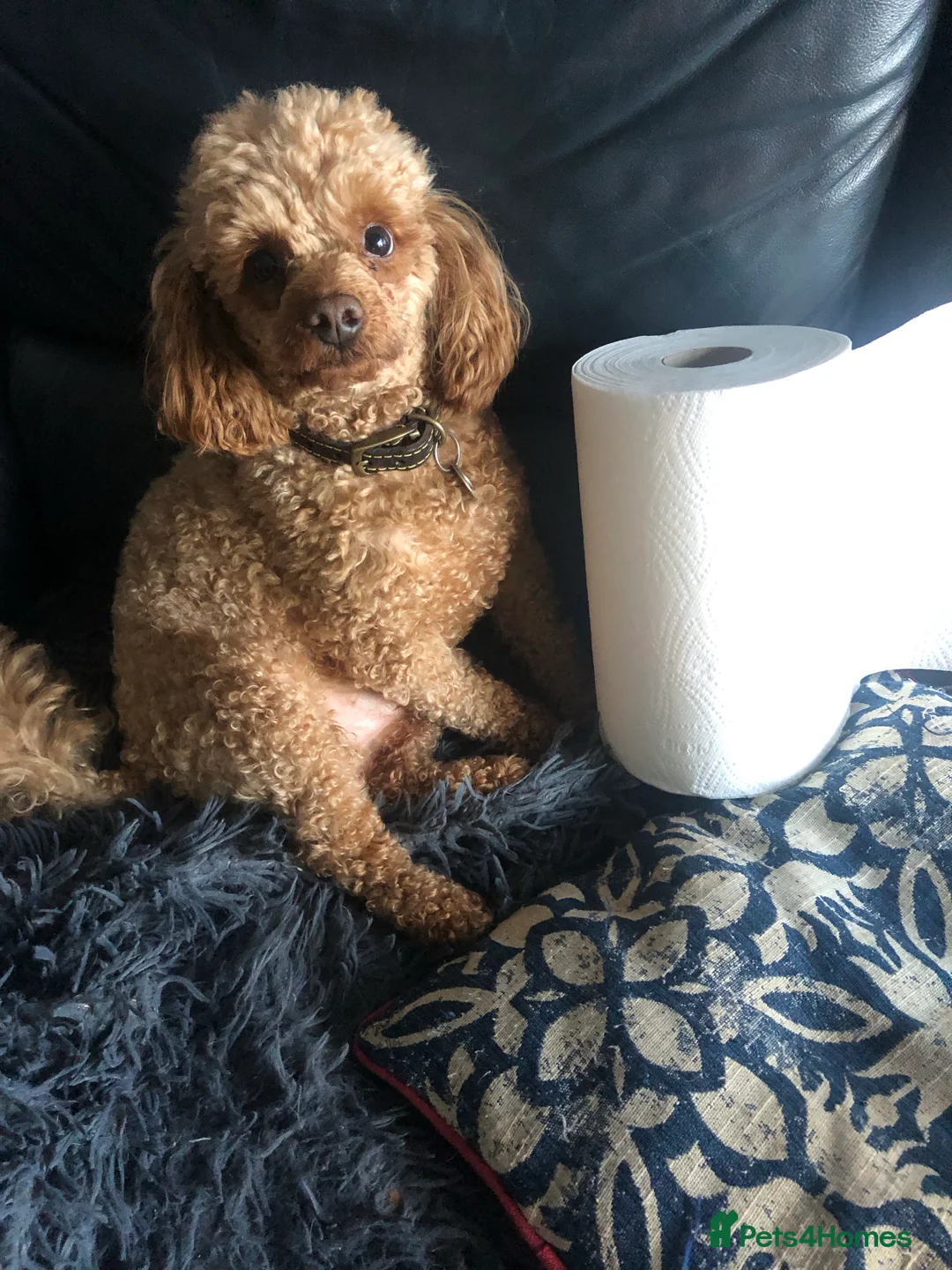 Toy Poodle dogs for stud: Fox red KC and health tested Toy Poodle for Stud in Halifax - Advert 3