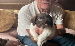 English Springer Spaniel dogs for sale: English Springer Spaniels - Image 4