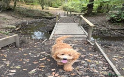 Cockapoo dogs for sale: Cockapoo pup! 8 months old  - Advert 1