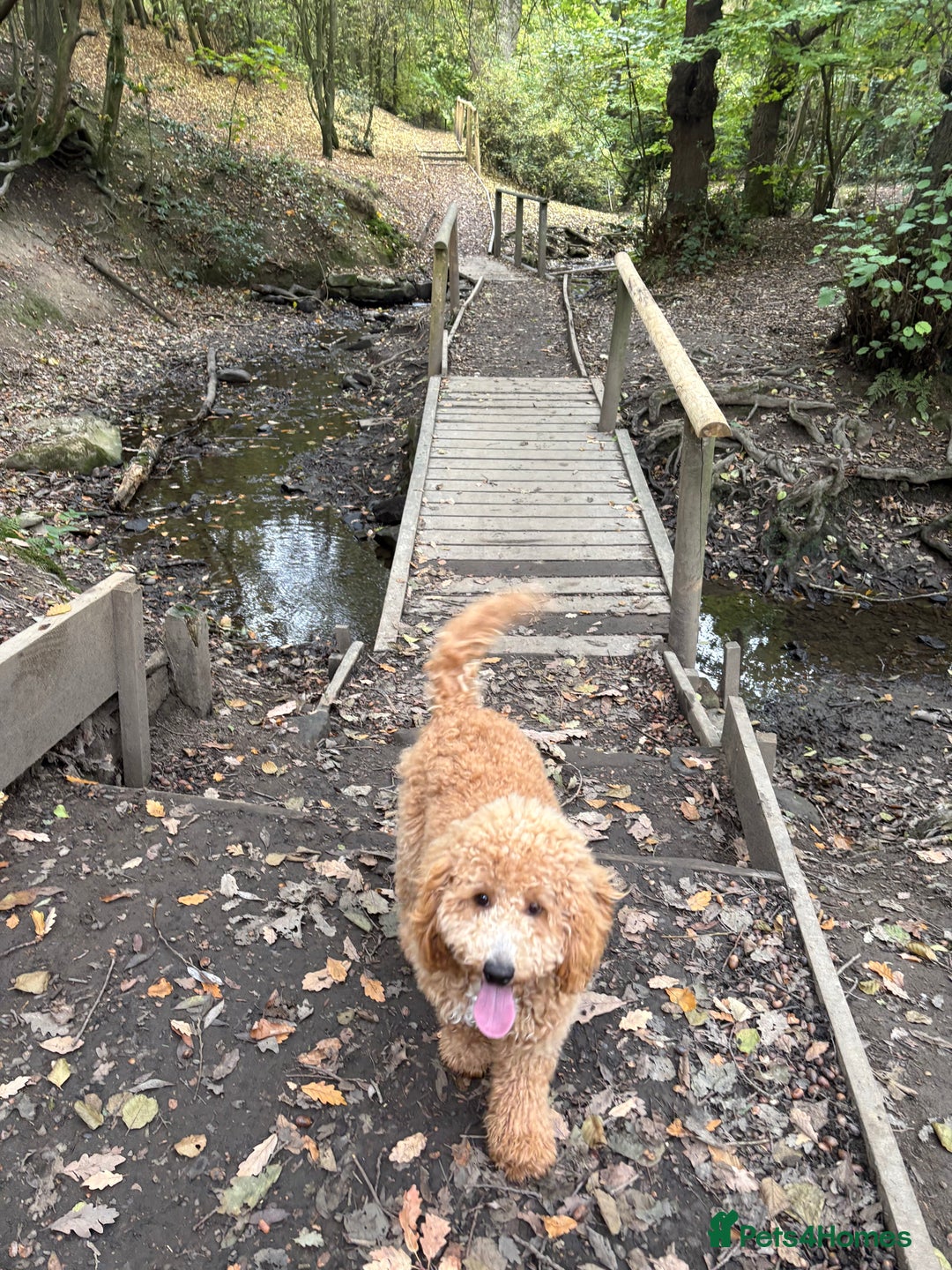 Cockapoo dogs for sale: Cockapoo pup! 8 months old  - Advert 1