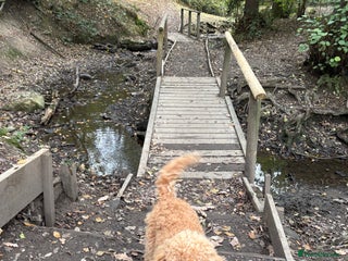 Cockapoo dogs Cockapoo pup! 8 months old - Advert 1