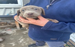 Labrador Retriever dogs for sale: Silver Labrador  - Image 13