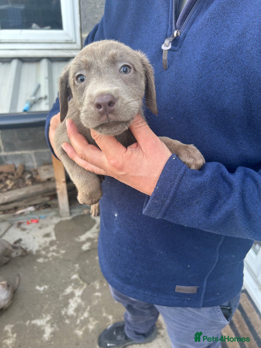 Labrador Retriever dogs for sale: Silver Labrador  - Image 13