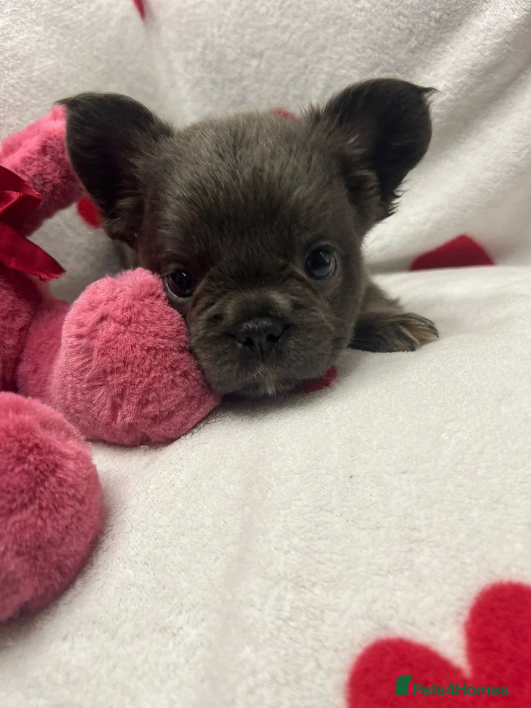 French Bulldog dogs for sale: Beautiful French Bulldog Puppies — 2 Boys, 2 Girls in Newcastle - Advert 2